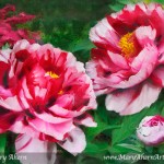 Fire Flame Peony by the Artist, Mary Ahern